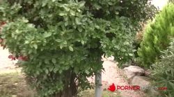 La mejor mamada en la calle que vas a ver  ¡Baby sabe cómo ordeñar un rabo!